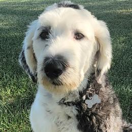 Labradoodles, Poodles, and Sheepadoodles from Oodles of poodles and doodles