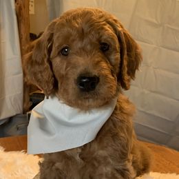 Grey Boy - Goldendoodle puppy in Marionville, Missouri from Wright Ranch Doodles