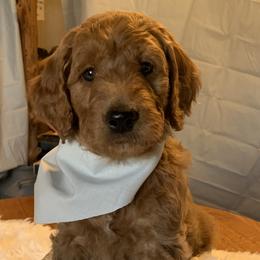 Grey Boy - Goldendoodle puppy in Marionville, Missouri from Wright Ranch Doodles