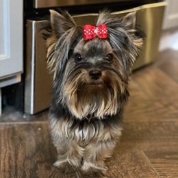 Chimmy - Yorkshire Terrier