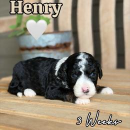 Henry - Tri-color male Bernedoodle puppy in Runaway Bay, Texas from Green Ranch Doodles