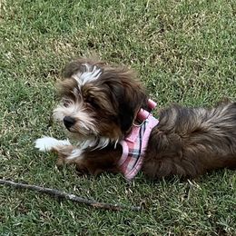 Ginger - Red sable female Havanese puppy in Double Oak, Texas from Have A Havanese Puppy