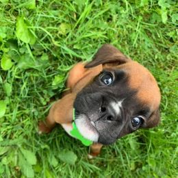Boxer Puppies from MK Boxer Haven of CNY
