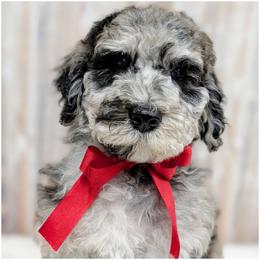 Duke - Available - OFA-Genetics-2 Yr Warranty. - Merle male Goldendoodle puppy in Jeddo, Michigan from Apple Creek Doodles