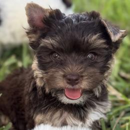 Sky - Chocolate and tan female Yorkshire Terrier puppy in Parrish, Florida from Gracie‘s Glamour Yorkies