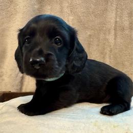 Dottie - Black female Dachshund puppy in Franklin, Tennessee from Wendy's Weenies