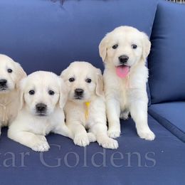 Golden Retriever Puppies from TriStar Goldens