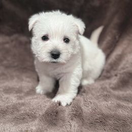 Boy 1 - White male West Highland White Terrier puppy in Scurry, Texas from Karen Williams's West Highland White Terriers & Pembroke Welsh Corgis