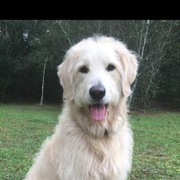Jack - Goldendoodle