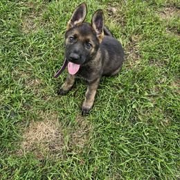 German Shepherd Puppies from Von Thomson Haus