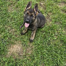 German Shepherd Puppies from Von Thomson Haus