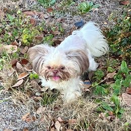 Snickers - Shih Tzu