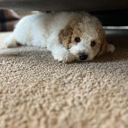 Bernedoodle Puppies from Cairn Ridge Doodles