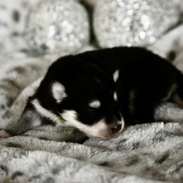 Pomsky Puppies from Saint Peters Pomskies