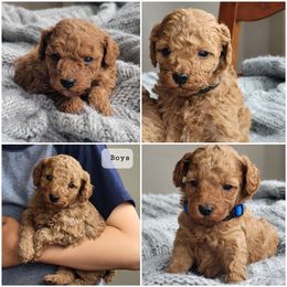 Goldendoodle and Poodle Puppies from East Valley Pups
