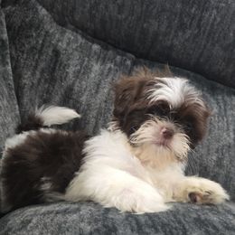 Shih Tzu Puppies from Lopez Family Tails