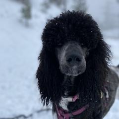 Willow - Poodle