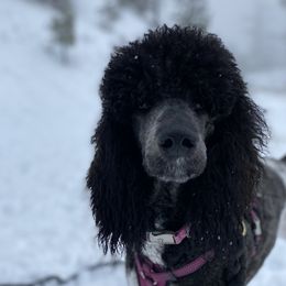 Willow - Poodle