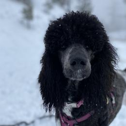 Willow - Poodle