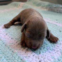 Daredevil - Fawn (Isabella) male Dachshund puppy in Pittsburg, California from Super Hero Dachshunds