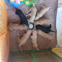 Bernedoodle and Goldendoodle Puppies from Delta Doodles and Poodles