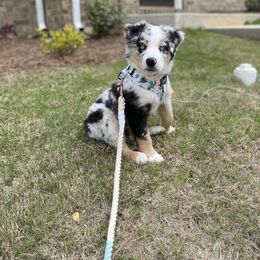 Miniature Australian Shepherd Puppies from Yarborough Kennels