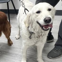 Spring - Golden Retriever