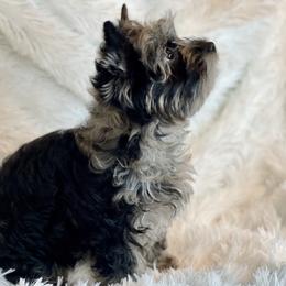 Ash-lee - Parti female Yorkshire Terrier puppy in Bennettsville, South Carolina from Cottonwood Maltese