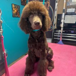 Pluto - Brown male Poodle puppy in Meadowbrook, California from Standard Poodle Pups
