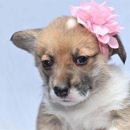 Girl 3 - Pembroke Welsh Corgi puppy in Gig Harbor, Washington from Pacific Northwest Pembroke Welsh Corgis