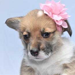 Girl 3 - Pembroke Welsh Corgi puppy in Gig Harbor, Washington from Pacific Northwest Pembroke Welsh Corgis