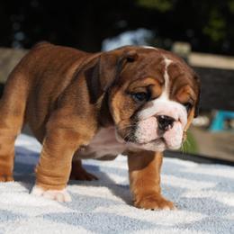 Float - Fawn and white male Bulldog puppy in Warsaw, New York from Hillview Kennels