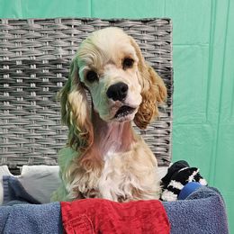 Boy 1 - Cocker Spaniel puppy in Peoria, Arizona from Stand Alone Cockers