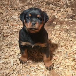 Female pup 1 - Black and tan female Rottweiler puppy in Menifee, California from Von Der Hing Rottweilers