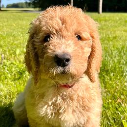 Assorted Doodle Crosses, Bernedoodles, Cockapoos, Double Doodles, and Goldendoodles from Hawk Mountain Doodles