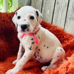 Pink - White and black female Dalmatian puppy in Westhoff, Texas from Smart Dalmatians (LUA)