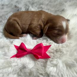 Remington - Red female Cavapoo puppy in Central, Arizona from Desert Valley Doodles