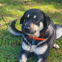 Virus - Anatolian Shepherd Dog