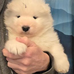 Green boy - White male Samoyed puppy in Elwell, Michigan from Limelight Samoyeds