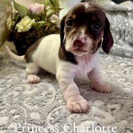 Princess Charlotte - Piebald female Dachshund puppy in Aiken, South Carolina from State Eight Dachshunds