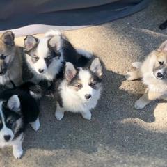 Icelandic Sheepdog Puppies from Kessel Run Icelandic Sheepdogs