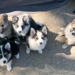 Icelandic Sheepdog Puppies from Kessel Run Icelandic Sheepdogs