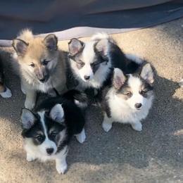 Icelandic Sheepdog Puppies from Kessel Run Icelandic Sheepdogs