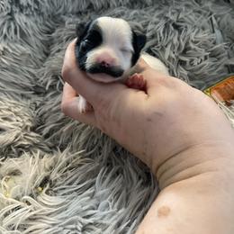 Tiny doll angel with unique face - Parti female Yorkshire Terrier puppy in Yukon, Oklahoma from Tiffs Yorkie babies