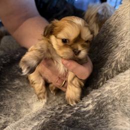 Wyatt - Liver male Shih Tzu puppy in Statesville, North Carolina from Grimmly Blue’s Shih Tzus