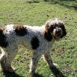 LOLA - Goldendoodle