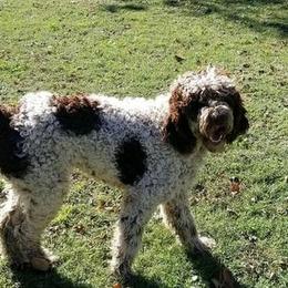 LOLA - Goldendoodle