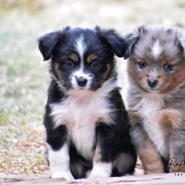 "Zoom puppy on left Scout puppy on right" Toy Australian Shepherd Puppies from Rafter O Mini and Toy Aussies