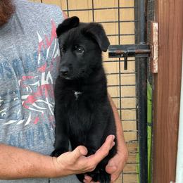 Girl 2 - Black female German Shepherd puppy in Council Bluffs, Iowa from Von Skvely' Haus