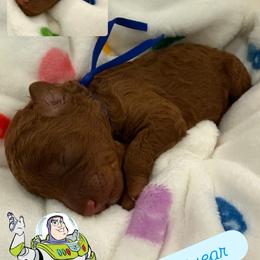 Buzz Lightyear - Red  male Goldendoodle puppy in Moreno Valley, California from Rainbow SoCal Doodles